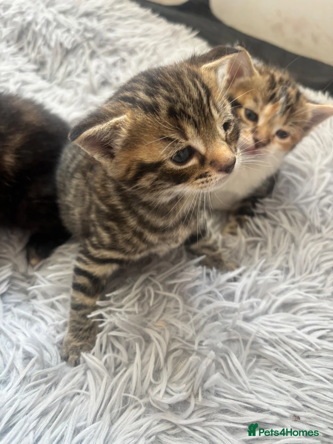 Mixed Breed cats for sale: Last little boy  - Advert 2