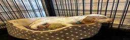 Cocker Spaniel dogs for sale: Stunning Working Cocker Spaniels  - Advert 20