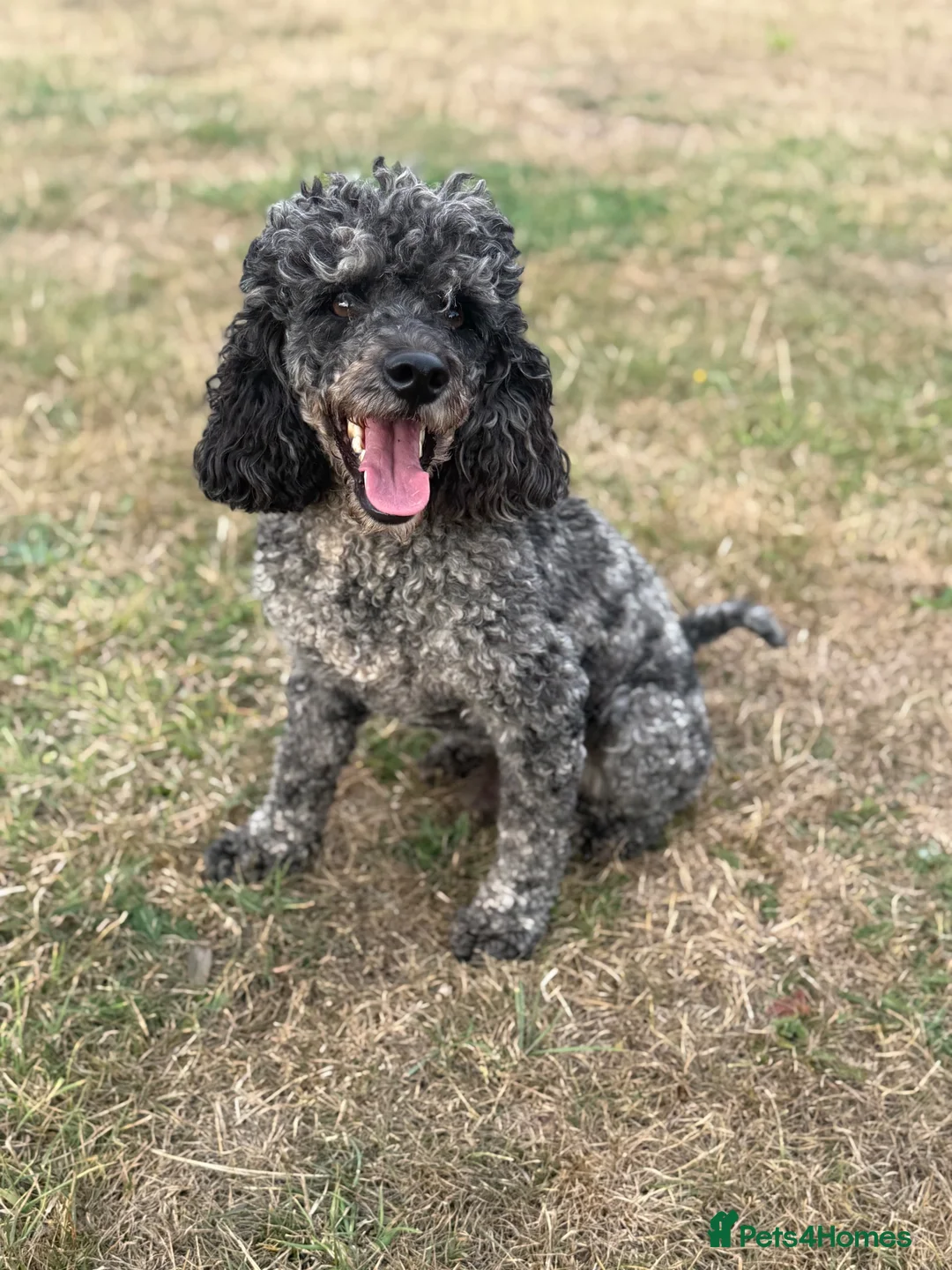 Cockapoo dogs for sale: F1b cockapoo pups 2 boys 1 girl  - Advert 10
