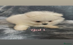 Pomeranian dogs for sale: Teddy bear optic white Pomeranians puppies - Advert 12