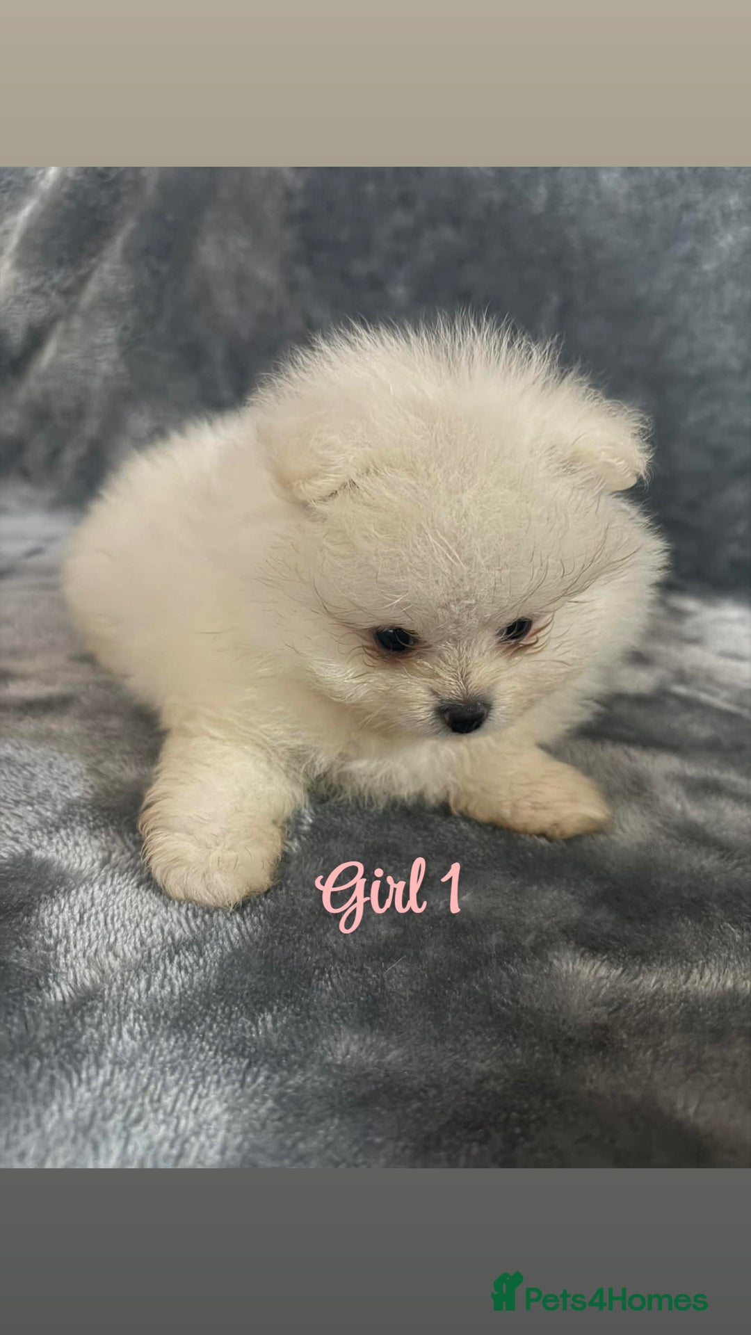 Pomeranian dogs for sale: Teddy bear optic white Pomeranians puppies - Advert 12
