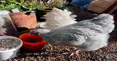 Chickens poultry - Advert 14