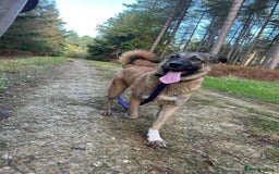 Mixed Breed dogs for adoption: Levi - Norwich Norfolk  - Image 39