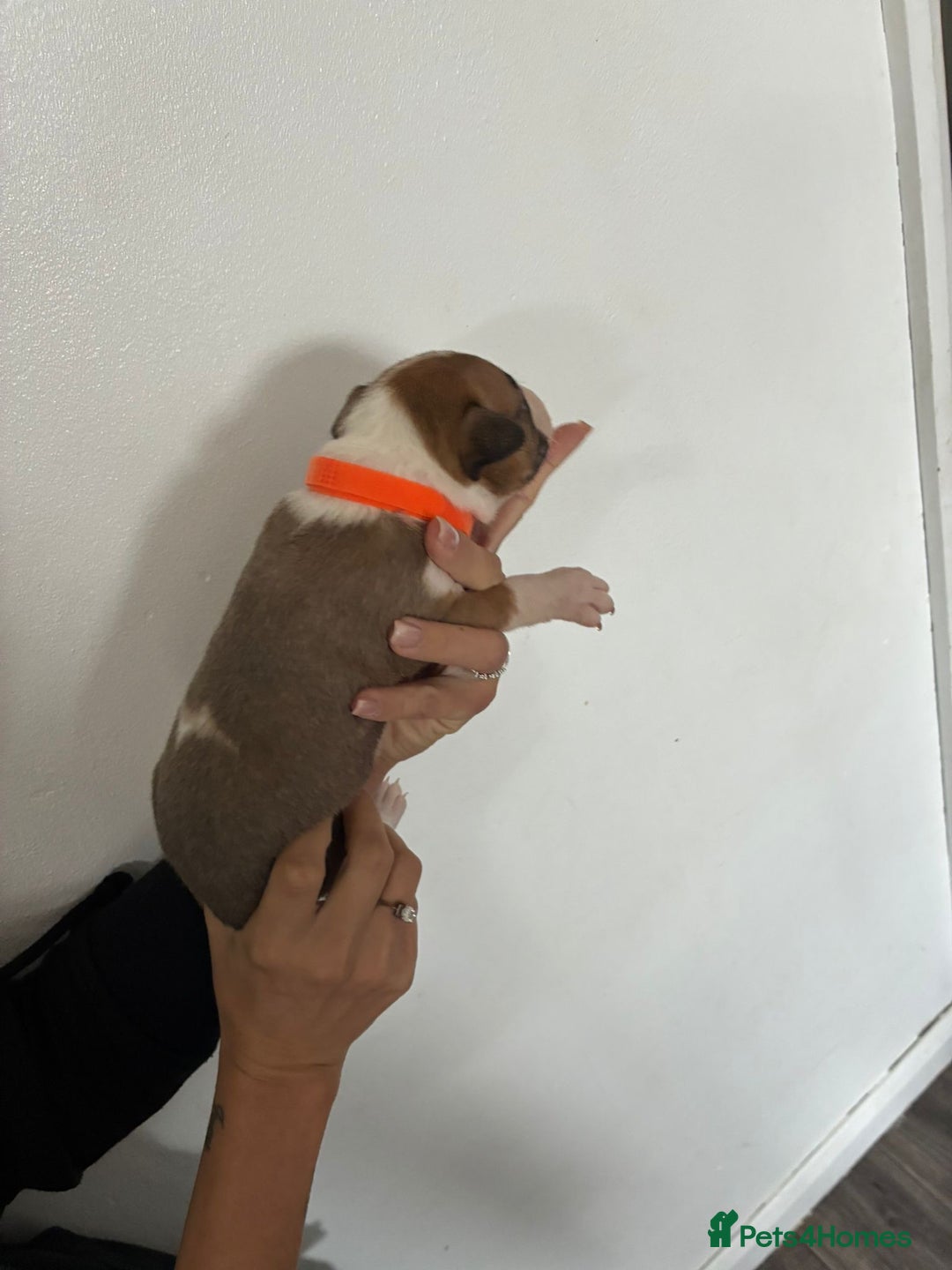 English Bull Terrier dogs for sale: English Bull Terrier puppies🐾KC Registered  - Image 9