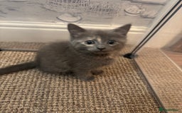 Domestic Shorthair cats for sale: 3 kittens(ginger,grey) ready to join their new hom - Image 13