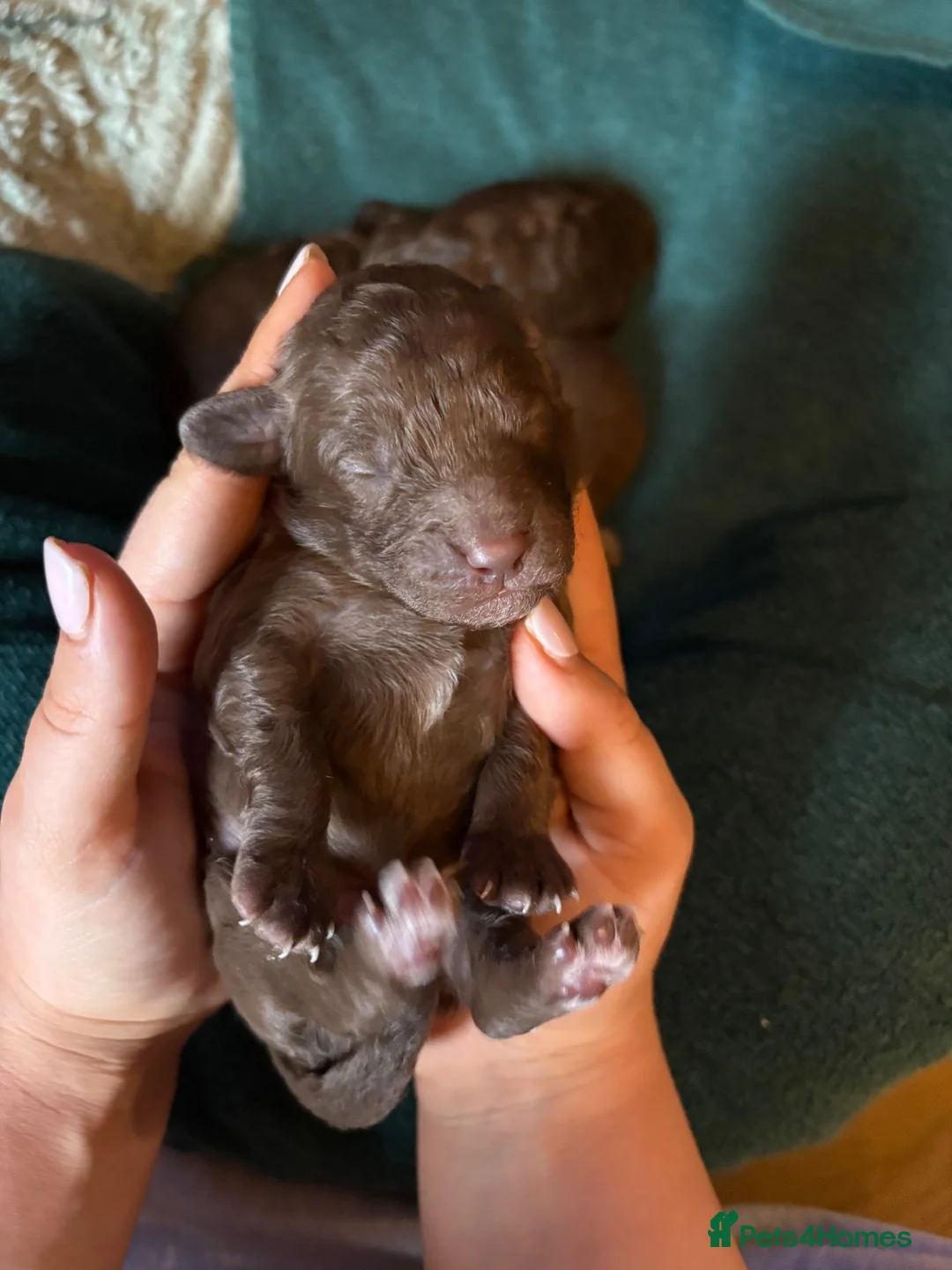 Cockapoo dogs for sale: F1B chocolate cockapoos  - Advert 7