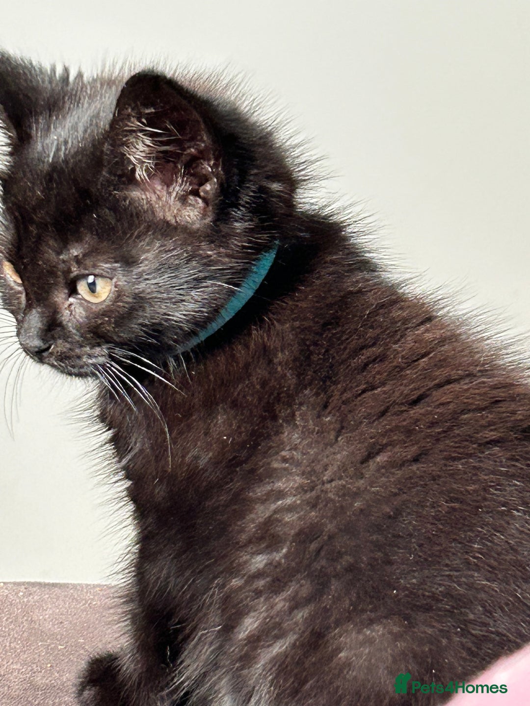 Mixed Breed cats for sale: 2 Female Kittens Ready now! Price reduced!! £40  - Image 1