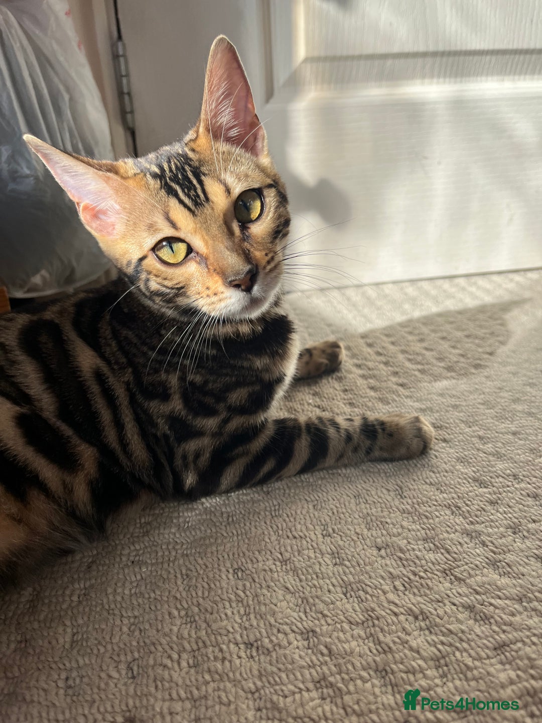 Bengal cats for sale: TICA registered female glitter coat 1year Bengal  - Image 11