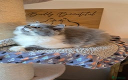 British Longhair cats for sale: Handsome British longhair male - Image 4