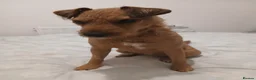Lakeland Terrier dogs for sale: Red Lakeland Terrier Needs Rehomed in Dunbar - Advert 2