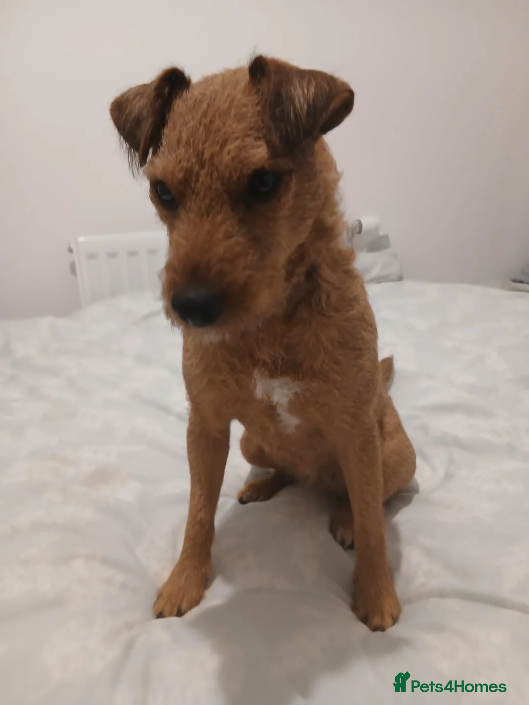 Lakeland Terrier dogs for sale: Red Lakeland Terrier Needs Rehomed in Dunbar - Advert 2