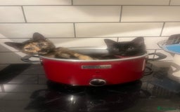 Mixed Breed cats for sale: 2 Black Fluffy Kittens (15wk old brothers) - Image 18
