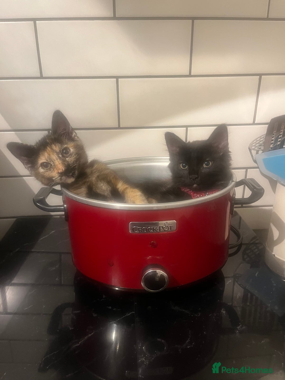 Mixed Breed cats for sale: 2 Black Fluffy Kittens (15wk old brothers) - Image 18