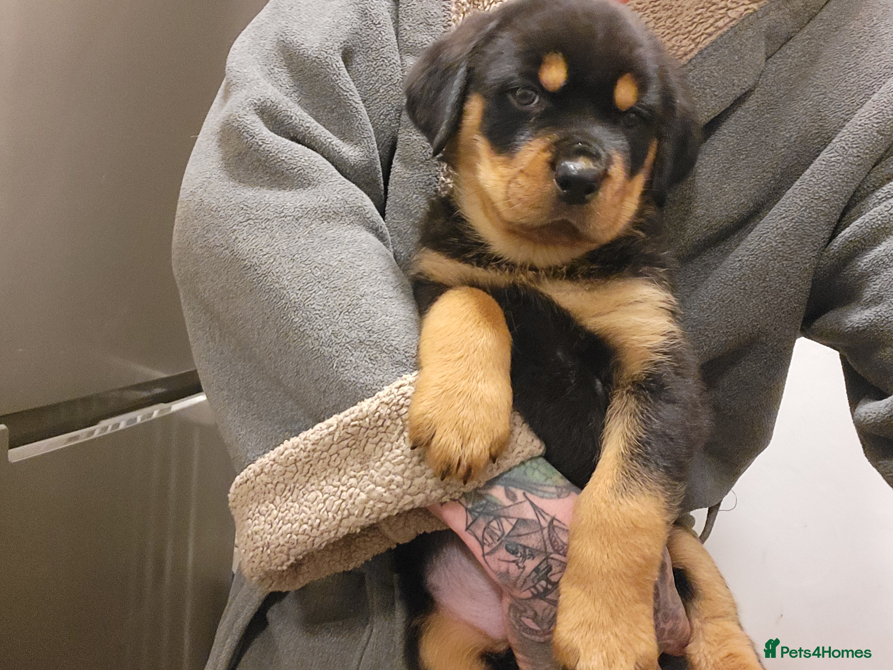 Rottweiler dogs Rotty pupps for sale (1 boy 1 girl left) - Advert 12