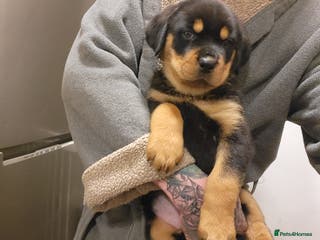 Rottweiler dogs Rotty pupps for sale (1 boy 1 girl left) - Advert 12