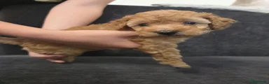 Toy Poodle 2