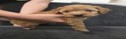 Toy Poodle dogs for sale: Beautiful homebred red toy poodle puppys - Advert 7