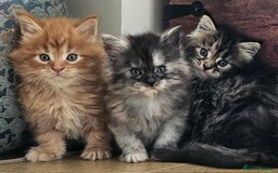 Maine Coon cats for sale: Champion Line Maine Coons –Rare, Fluffy, Gorgeous! - Image 5