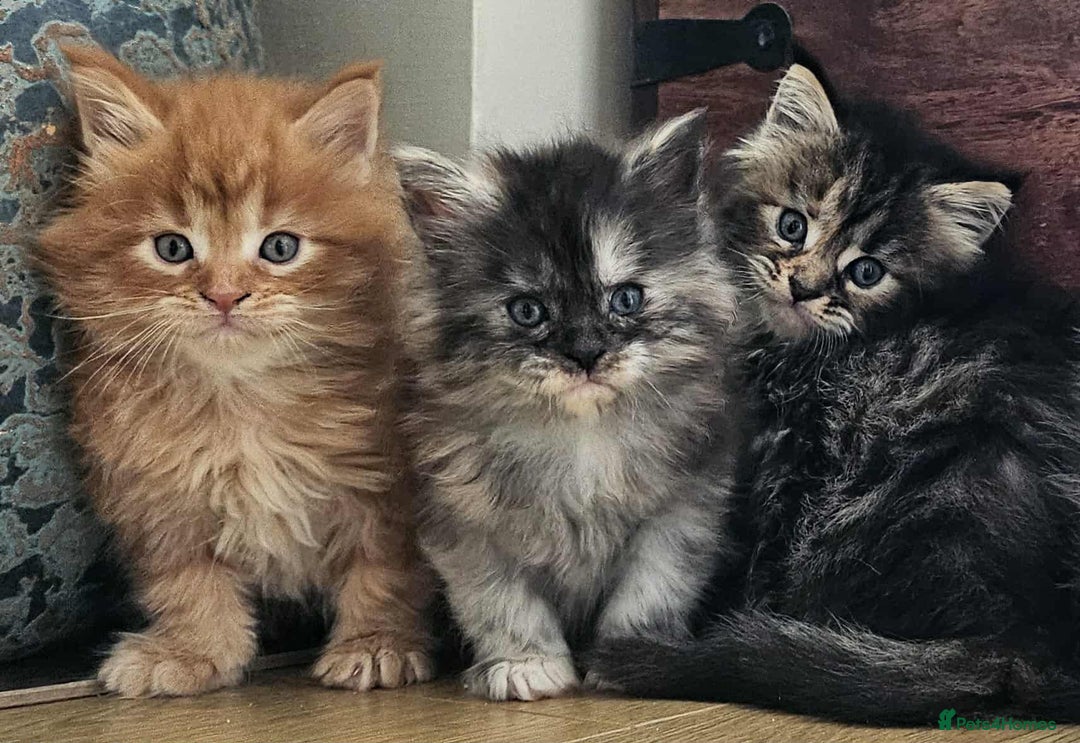 Maine Coon cats for sale: Champion Line Maine Coons –Rare, Fluffy, Gorgeous! - Image 5