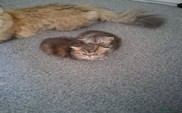 Persian cats for sale: Adorable pure Persian  - Image 2