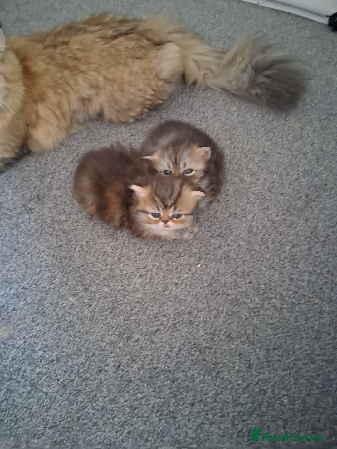 Persian cats for sale: Adorable pure Persian  - Image 2
