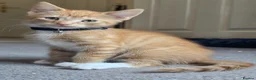 Mixed Breed cats for sale: Mixed Breed Kittens READY NOW - Advert 1