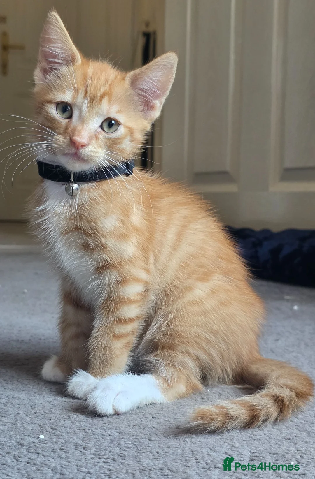 Mixed Breed cats for sale: Mixed Breed Kittens READY NOW - Advert 1