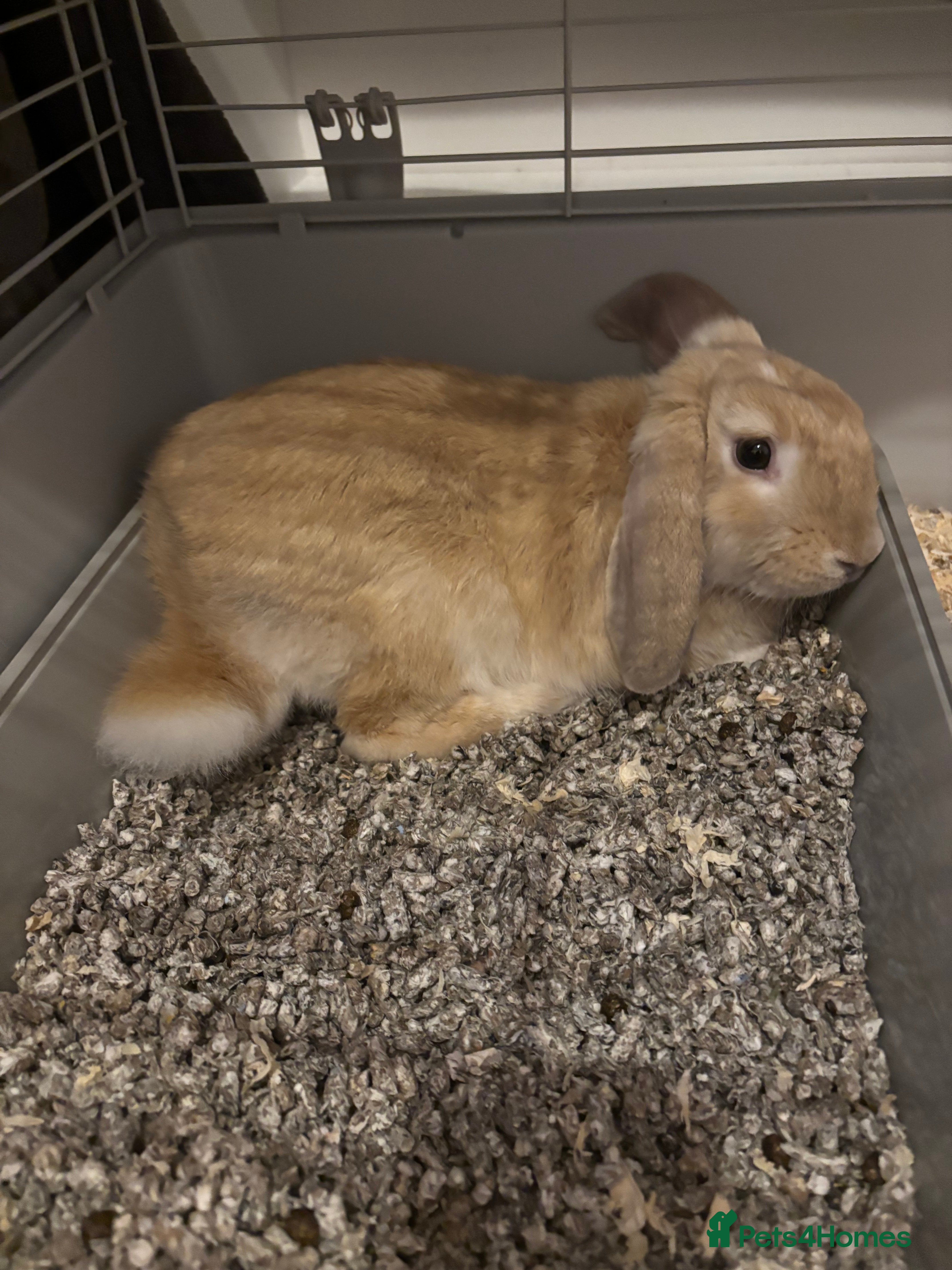 Mixed Breed rabbits Rabbit  - Advert 1