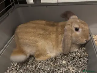 Mixed Breed rabbits Rabbit - Advert 1