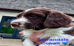 English Springer Spaniel dogs for sale: Springer Spaniels - Image 13