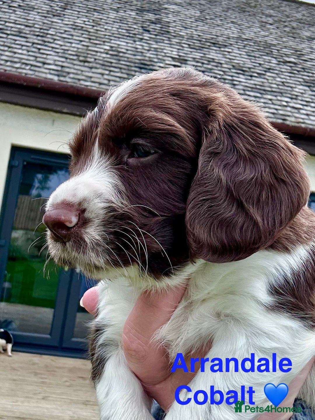 English Springer Spaniel dogs for sale: Springer Spaniels - Image 13