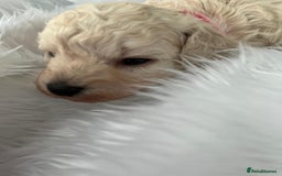 Cavapoo dogs for sale: Adorable Cavapoo Puppies - Parents Health Tested - Image 9