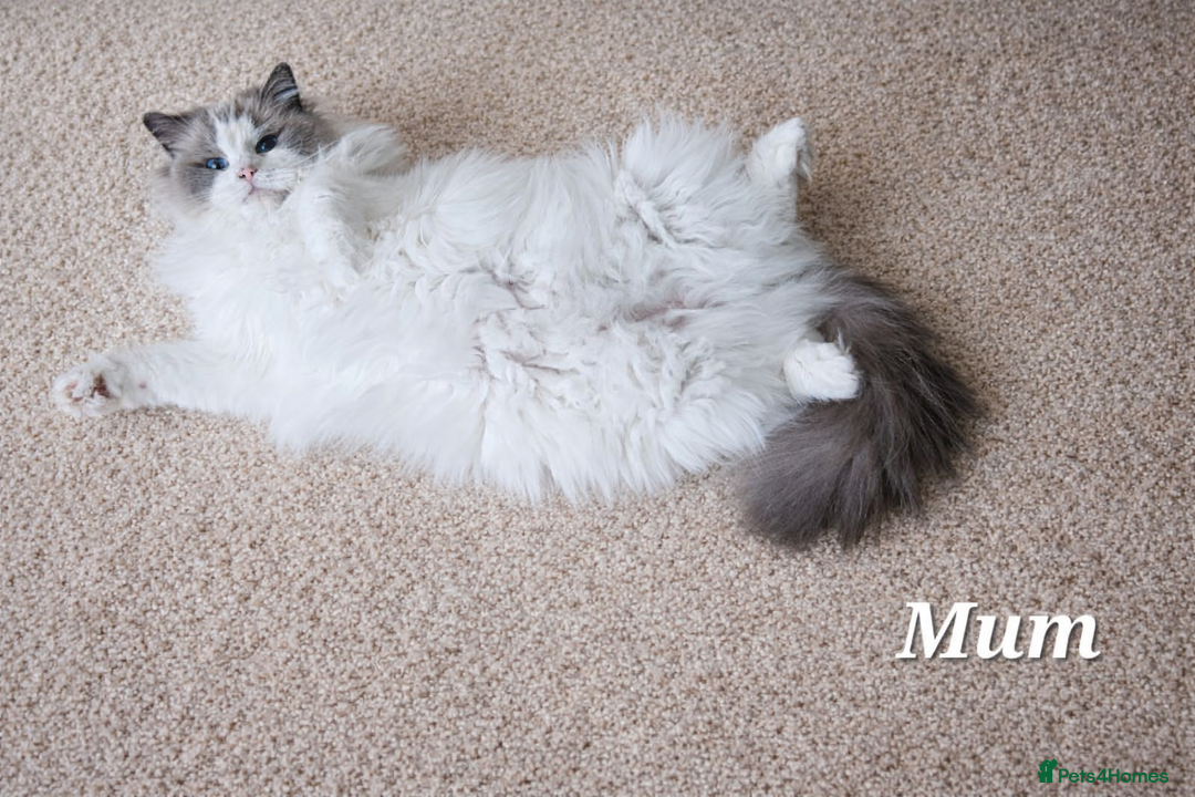 Ragdoll cats for sale: Beautiful GCCF Registered kittens  - Advert 4