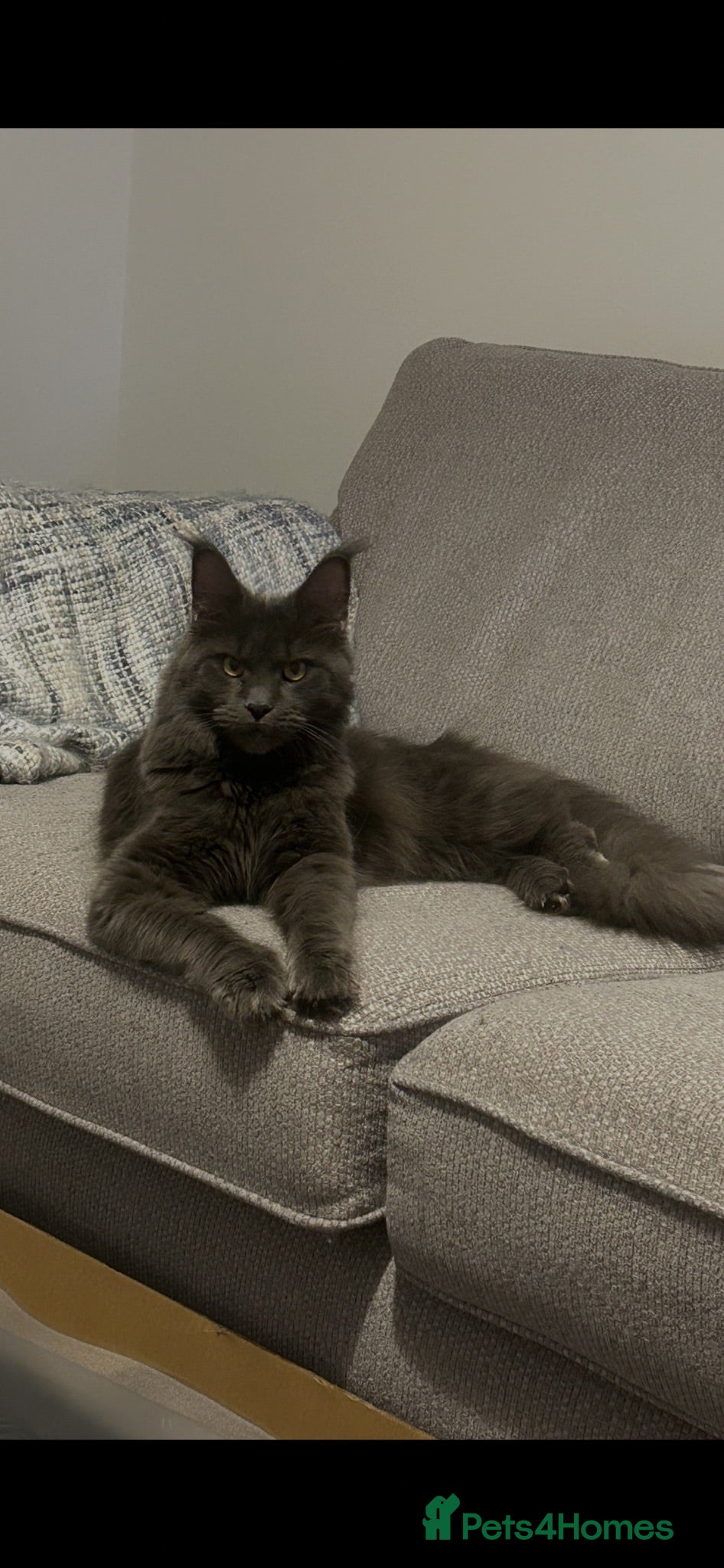 Maine Coon cats Three beautiful Maine coon kittens - Advert 8