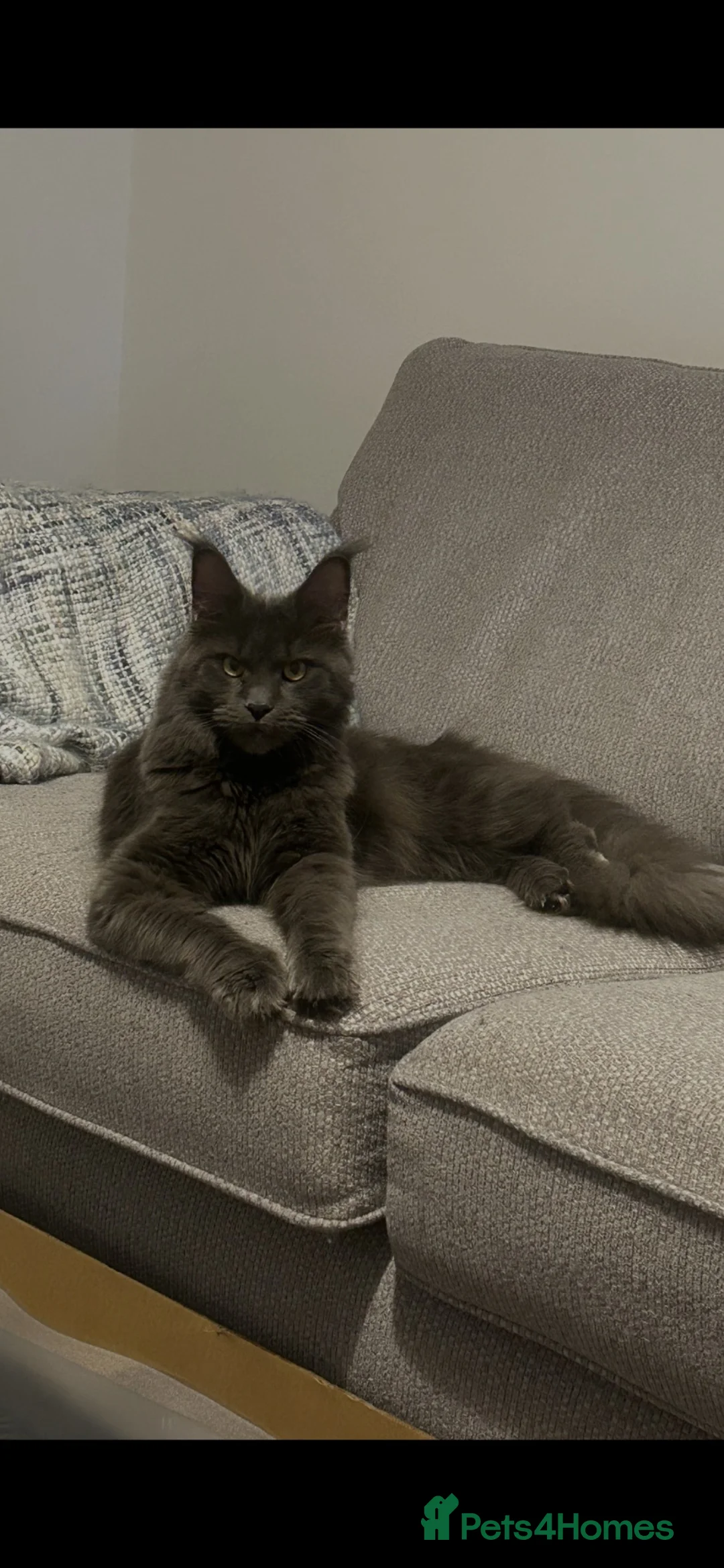Maine Coon cats for sale: Three beautiful Maine coon kittens in Sunderland - Advert 1