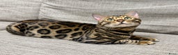 Bengal cats for sale: kittens - Advert 4