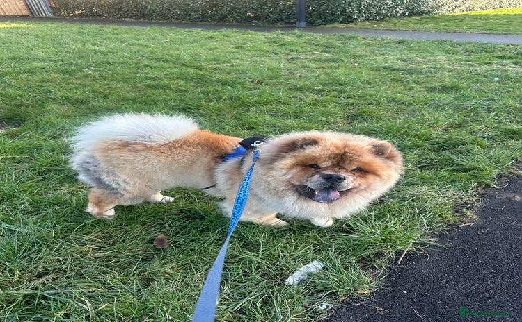 Chow Chow dogs - Advert 4