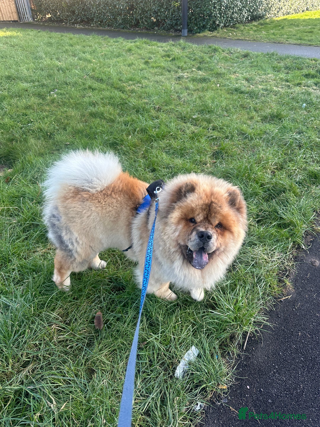 Chow Chow dogs for sale: Fluffy boy  - Image 1