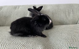 Mini Lion Lop rabbits for sale: Adorable Mini Lion Lops - Image 5