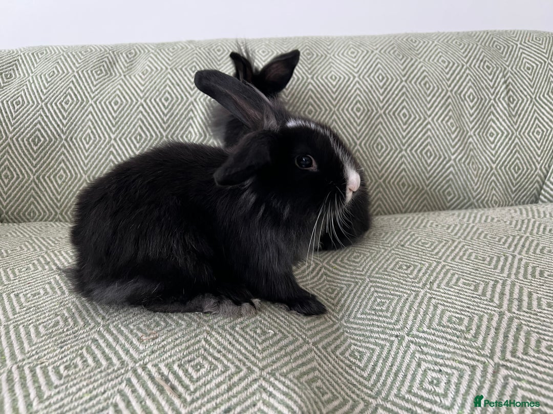 Mini Lion Lop rabbits for sale: Adorable Mini Lion Lops - Image 5