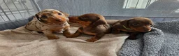Miniature Dachshund dogs for sale: Miniature Dachshund pups for sale  - Advert 1