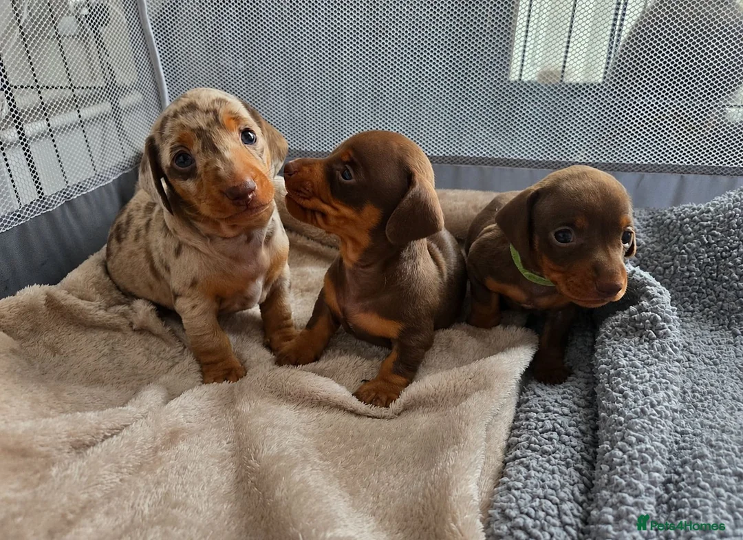 Miniature Dachshund dogs for sale: Miniature Dachshund pups for sale  - Advert 1