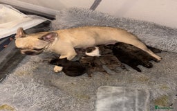 French Bulldog dogs for sale: 7 Stunning French Bulldogs  - Advert 5