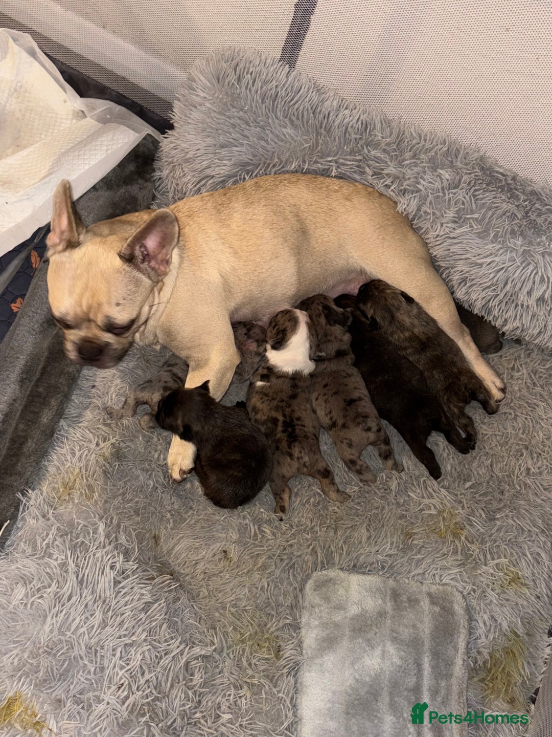 French Bulldog dogs for sale: 7 Stunning French Bulldogs  - Advert 5