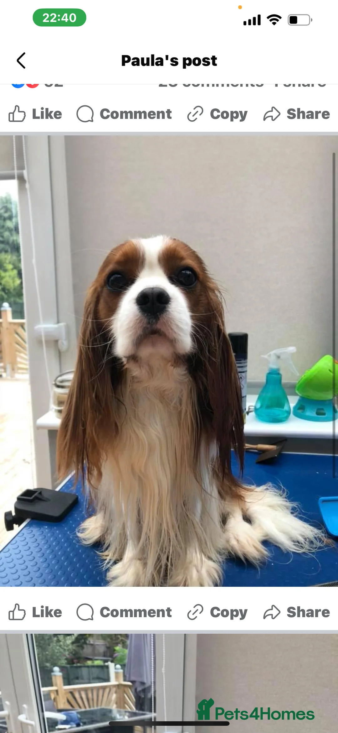 Cavalier King Charles Spaniel dogs for stud: Blenheim health tested stud ( not for sale ) in Glossop - Advert 3