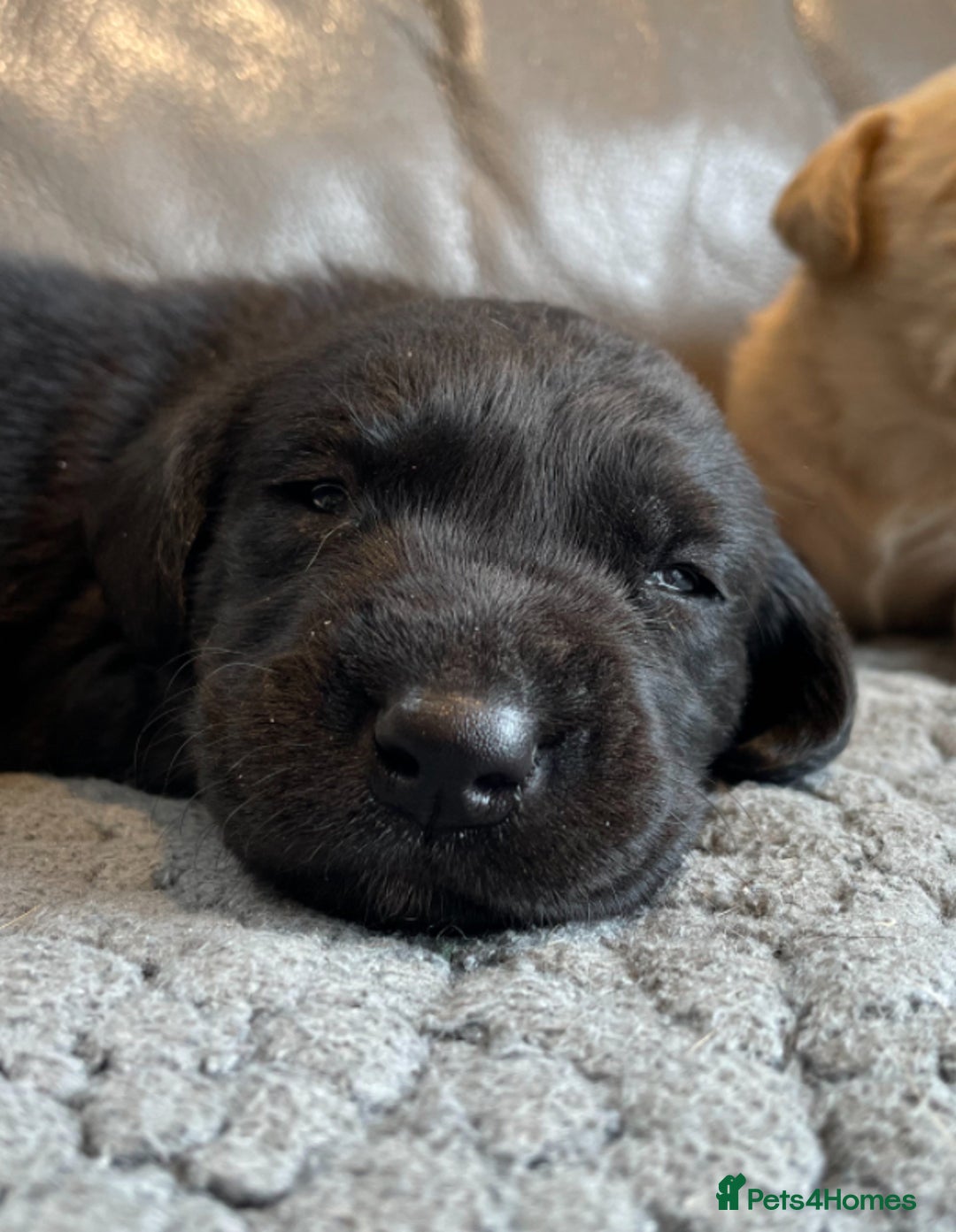 Labrador Retriever dogs for sale: Gorgeous FTCH bred Labrador pups - Image 3