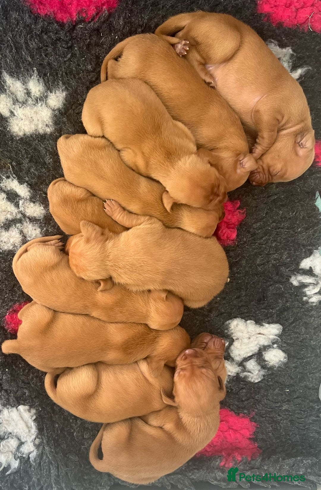 Hungarian Vizsla dogs for stud:   *Proven Stud* Son of Hungarian Grand Champion in Workington - Image 3