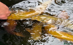 Koi Carp fish for sale: Chagoi koi carp - Image 5