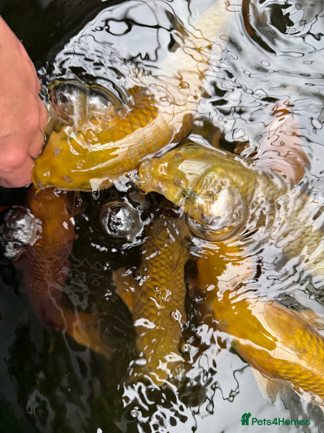 Koi Carp fish for sale: Chagoi koi carp - Image 5