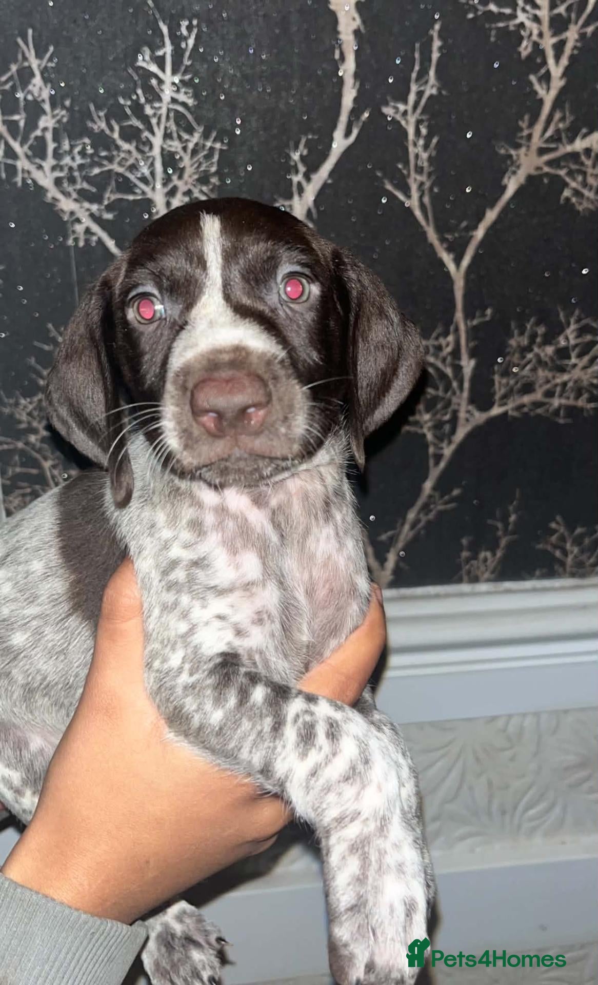 German Shorthaired Pointer dogs for sale: ❤️Gorgeous Gsp puppies ❤️🐾🐾 - Advert 10